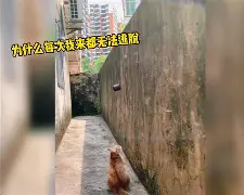 开云线上登录-休斯顿火箭之龙套也疯狂